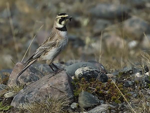 Tunturikiuru, Horned Lark, Eremophila alpestris